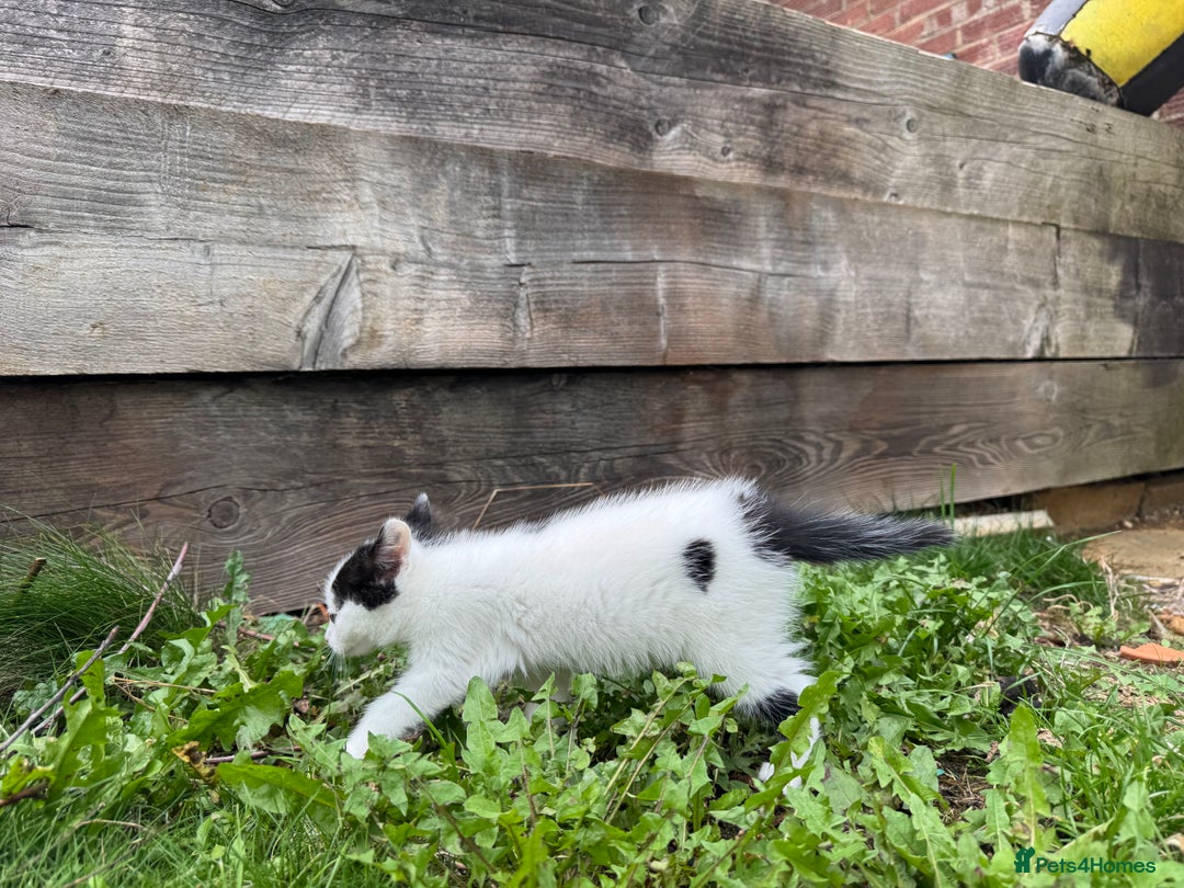European cats for sale: Adorable Tuxedo Longhair Kittens  - Image 10
