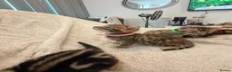 Bengal cats for sale: Four Beautiful Bengal kittens 🐾  - Advert 3