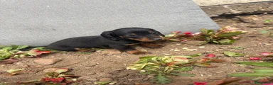 Dachshund 3