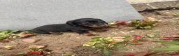 Dachshund dogs for sale: dashound’s puppies  - Advert 5