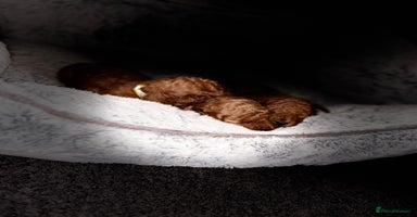 Cockapoo dogs - Advert 2