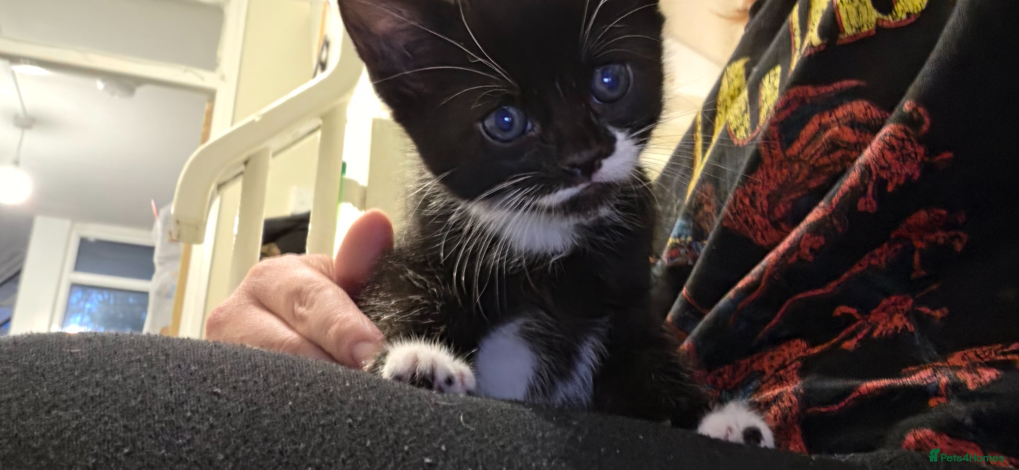 Domestic Shorthair cats 1 Adventurous, adorable kitten left 😊 - Advert 1