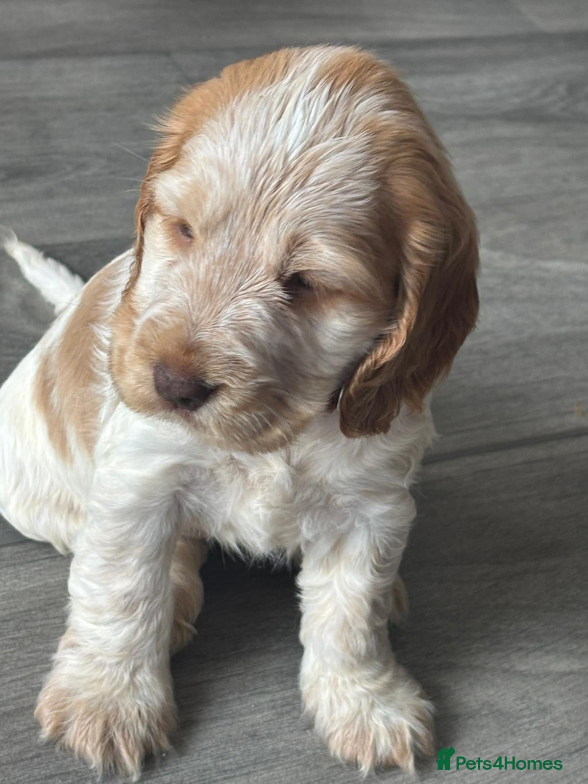 Cocker Spaniel dogs Show Type girl and boy  - Advert 16