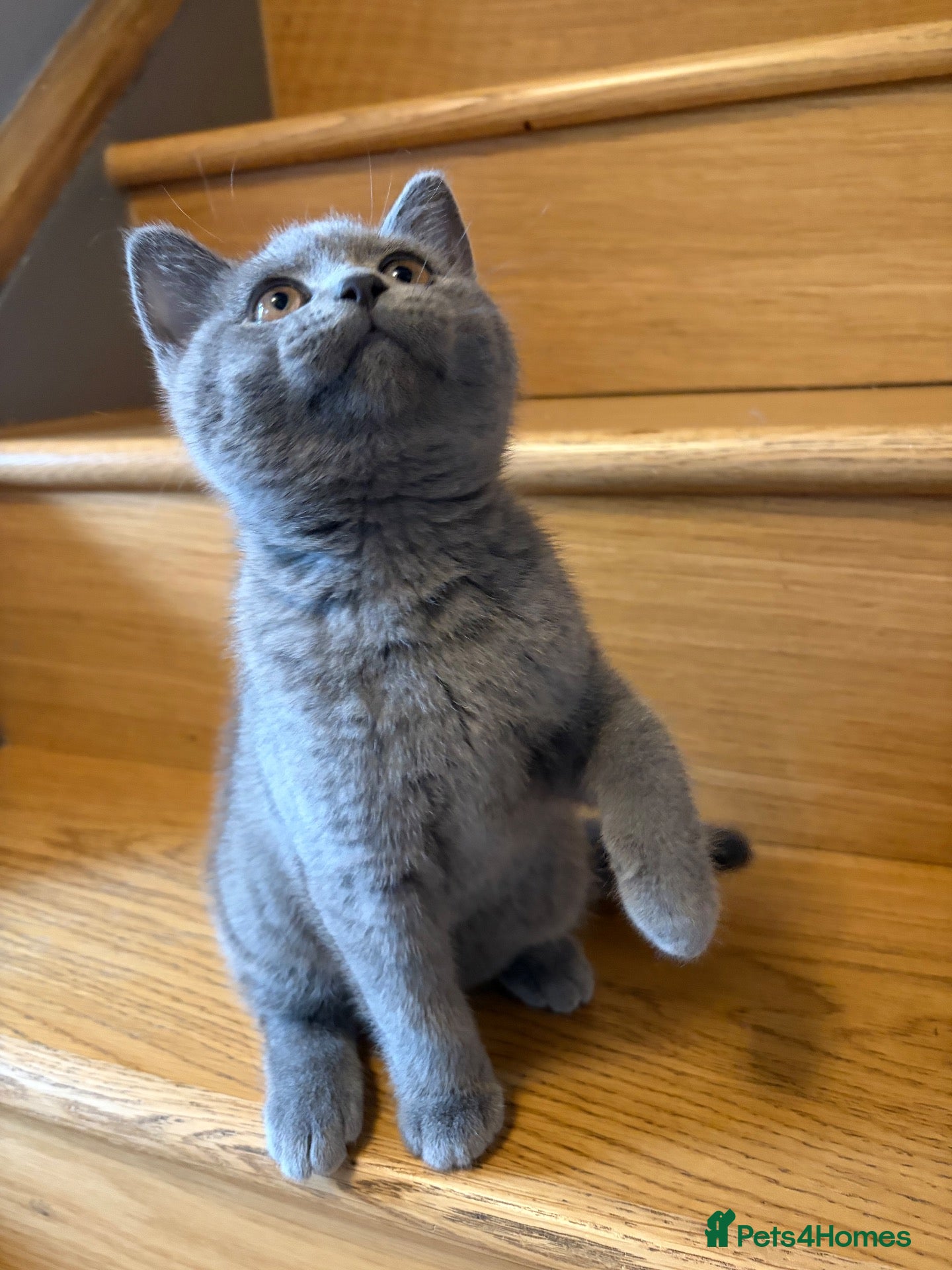 British Shorthair cats British short hair boy - Advert 13