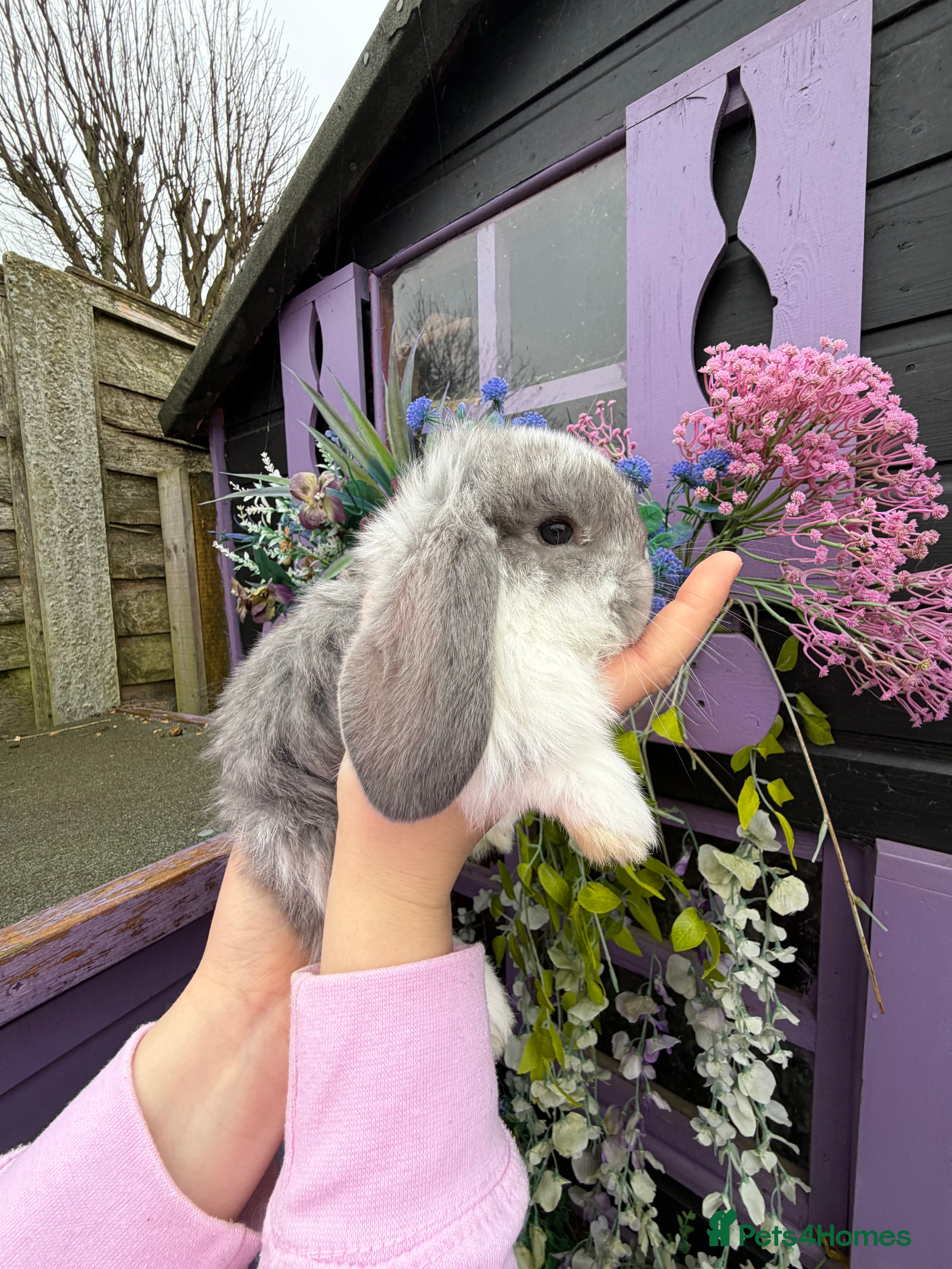 French Lop rabbits French lops  - Advert 1