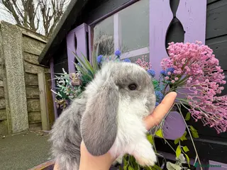 French Lop rabbits French lops - Advert 1