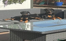 Dobermann dogs for sale: Doberman puppies for sale boys & girls  - Image 13
