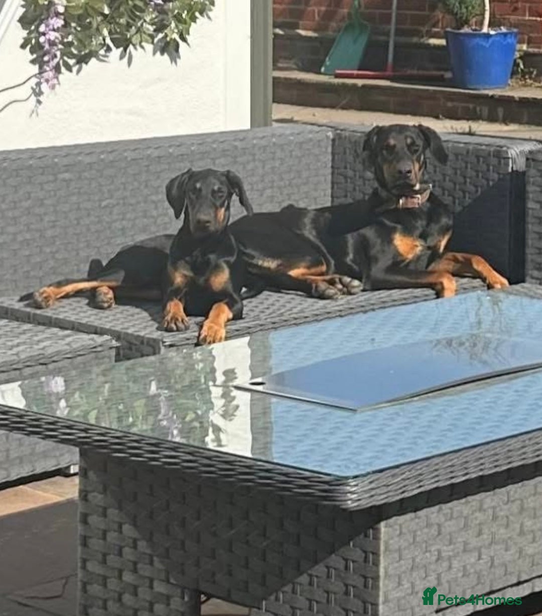 Dobermann dogs for sale: Doberman puppies for sale boys & girls  - Image 13