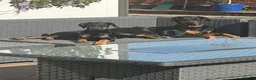 Dobermann dogs for sale: Doberman puppies for sale boys & girls  - Advert 13