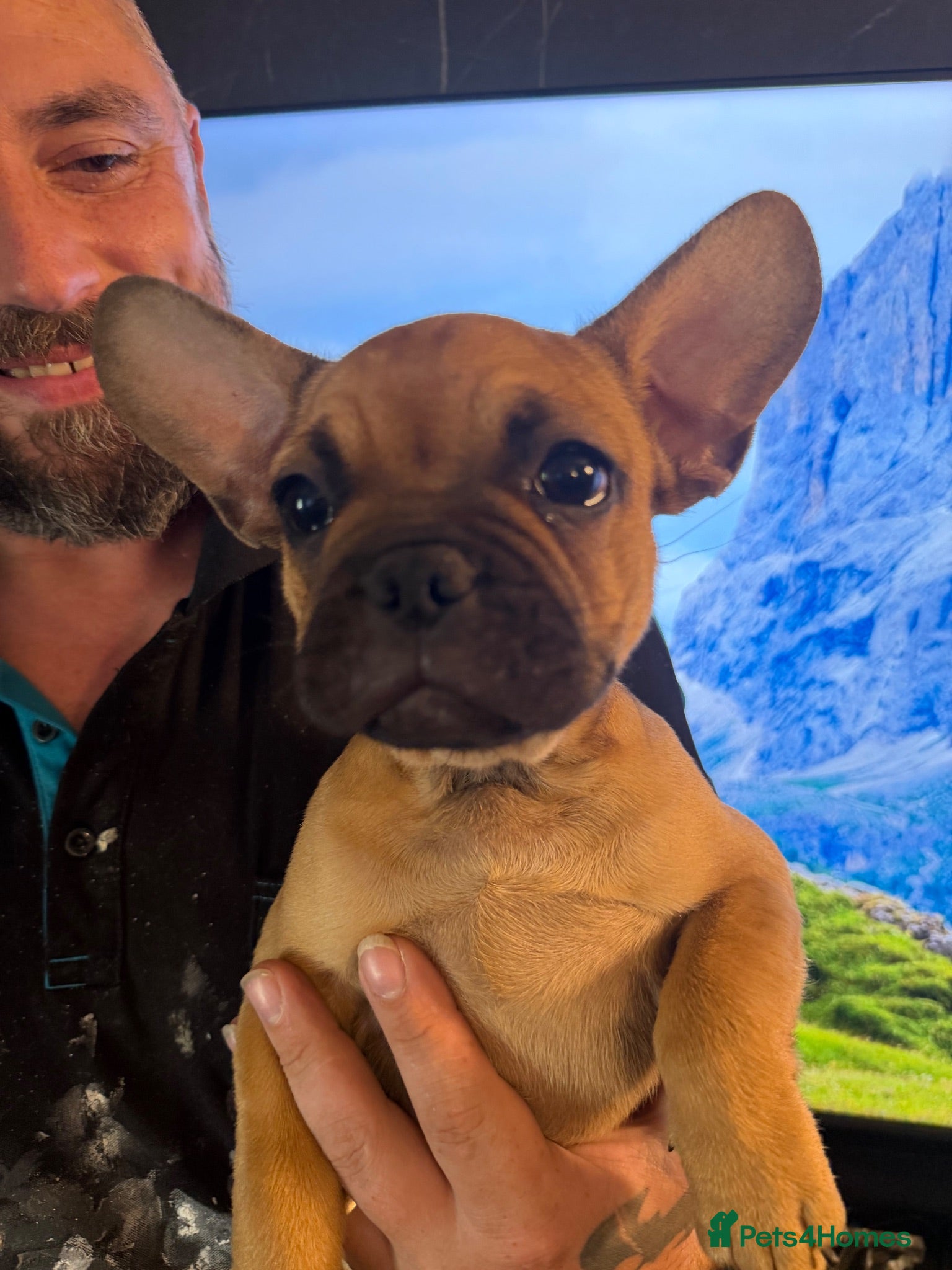 French Bulldog dogs 1 super French bulldog  - Advert 11