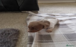 Miniature Dachshund dogs for sale: Minature dachound pups - Image 9