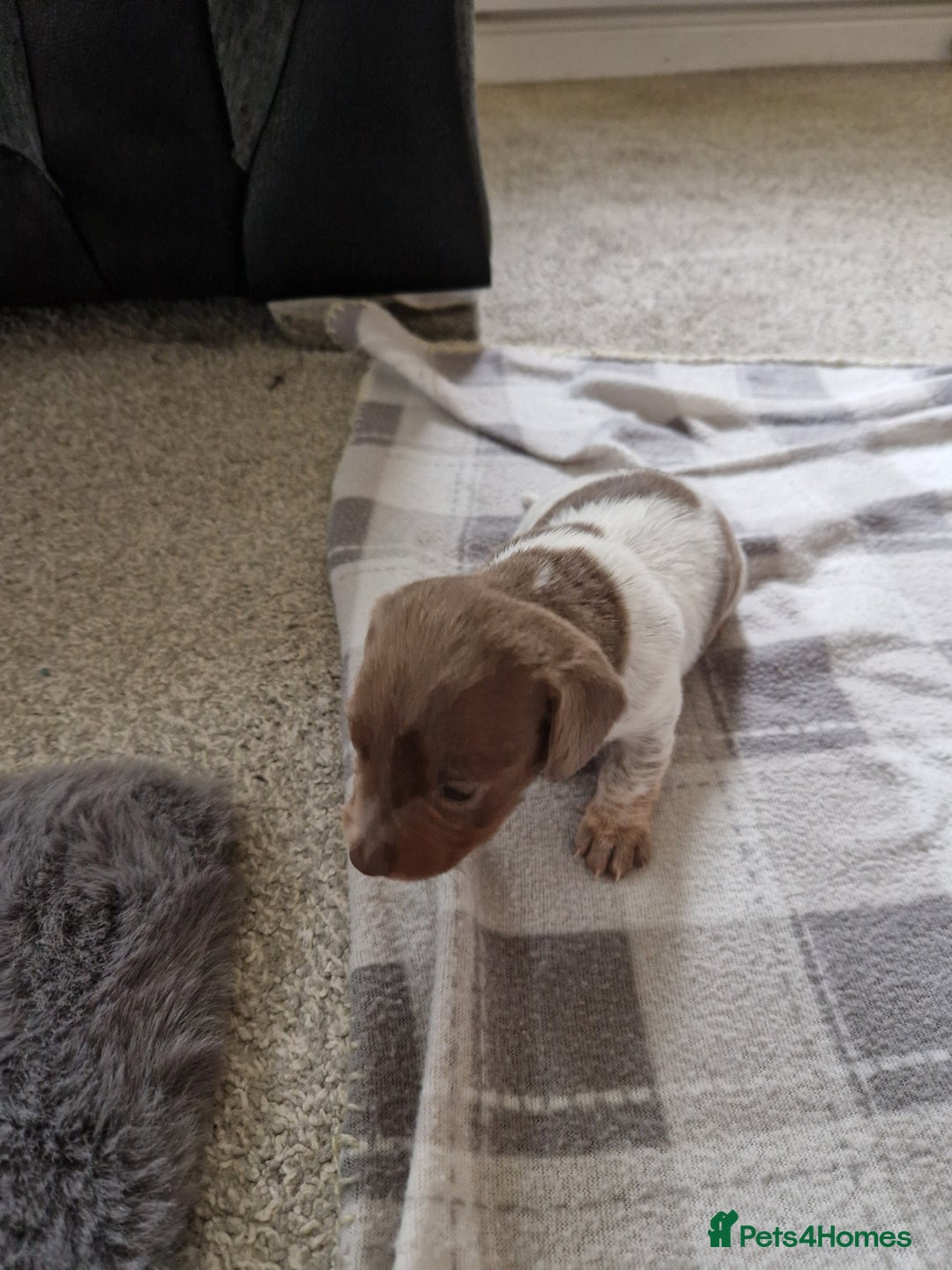 Miniature Dachshund dogs for sale: Minature dachound pups - Image 9