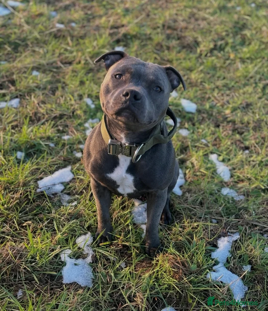 Staffordshire Bull Terrier dogs for sale: KC Staffordshire bull terrier Pharaon puppies  - Advert 2