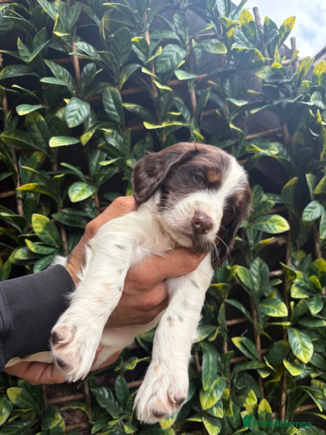 English Springer Spaniel dogs for sale: 2 MALES LEFT. English Springer Spaniel Puppies - Advert 1