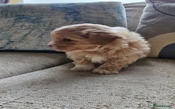 Mixed Breed dogs for sale: Maltipoo f2 very friendly - Image 12