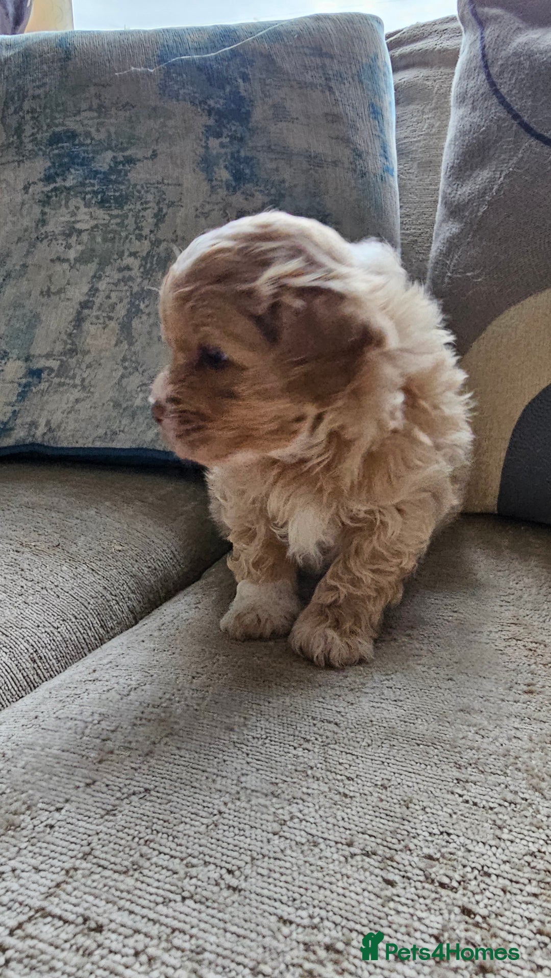 Mixed Breed dogs for sale: Maltipoo f2 very friendly - Image 12