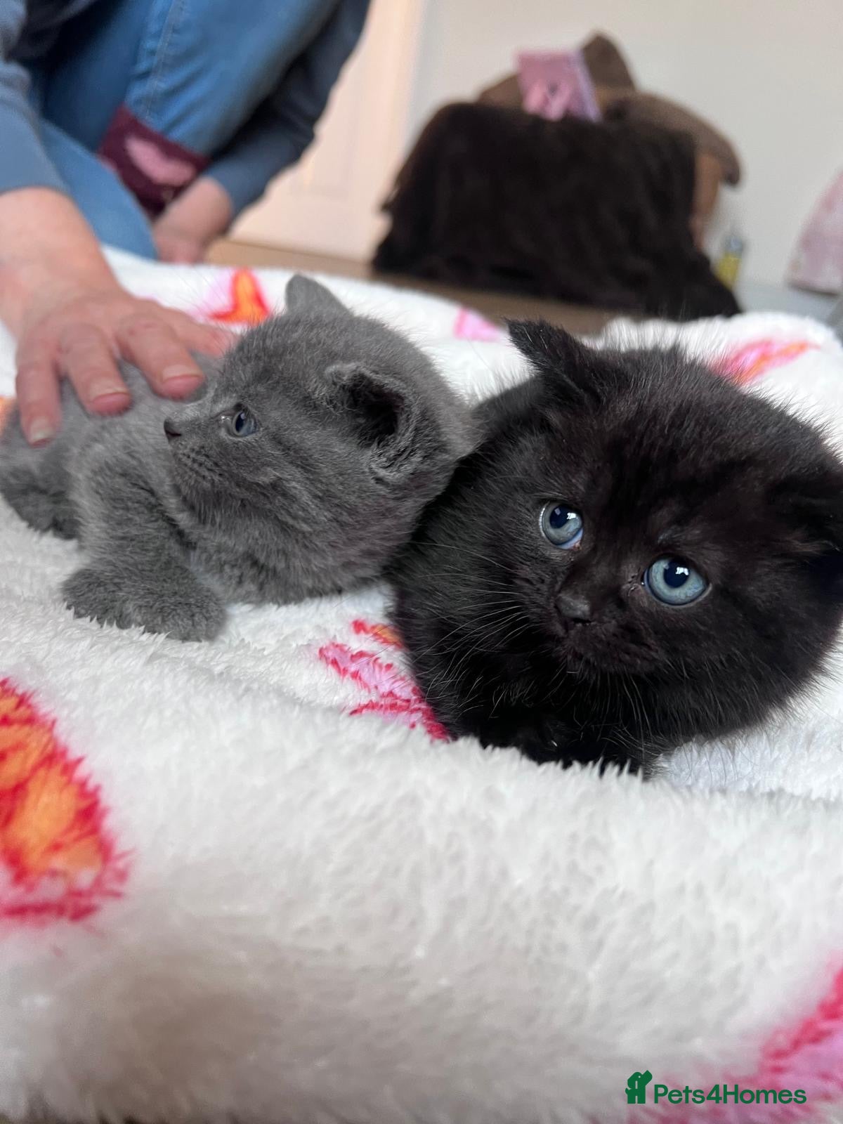 Mixed Breed cats Mix breed British blue kittens black  - Advert 7