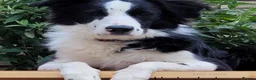 Border Collie dogs for stud: Border collie Champion for stud in Leamington Spa - Advert 6