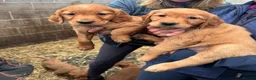 Golden Retriever dogs for sale: Beautiful litter of golden retriever puppies  in Bolton - Advert 3