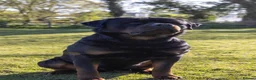 Rottweiler dogs for sale: High Quality Large Rottweiler Puppies  - Advert 2