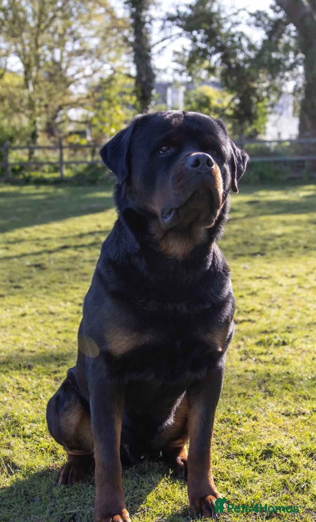 Rottweiler dogs for sale: High Quality Large Rottweiler Puppies  - Advert 2