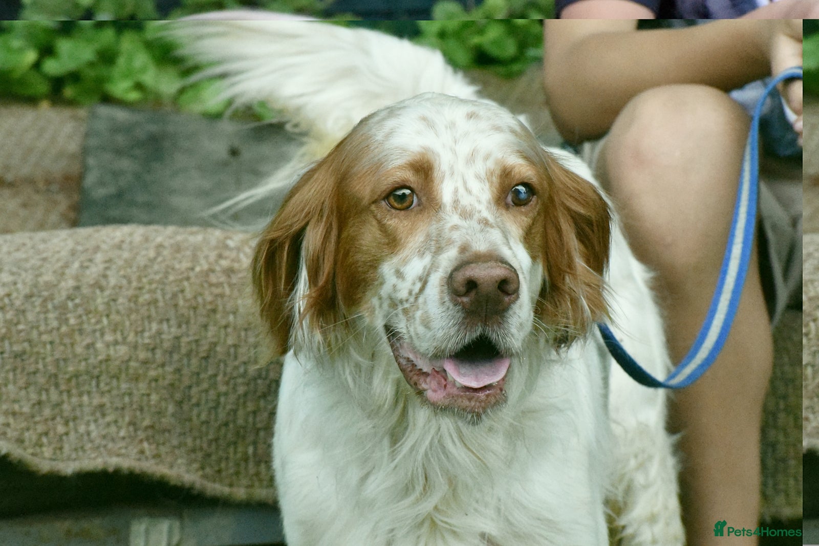 English Setter dogs for adoption: Leo   in Penryn - Advert 4
