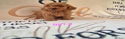 Cockapoo dogs for sale: F1BB cockapoos  - Advert 4