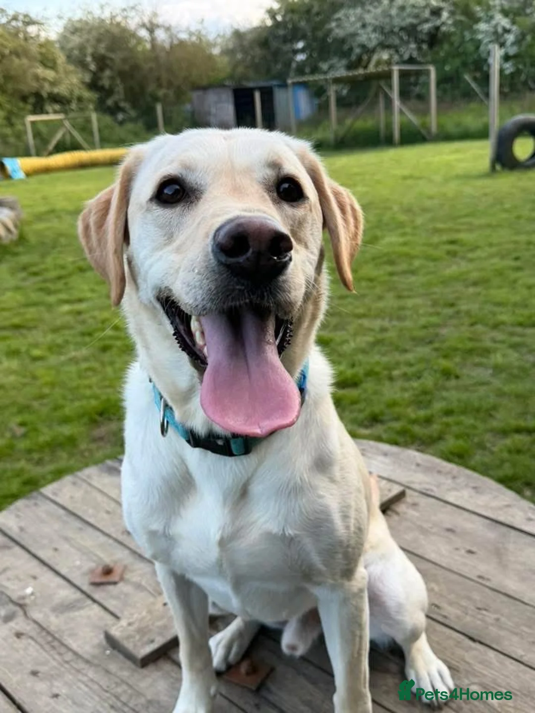Labrador Retriever dogs for sale: Marley  - Advert 3