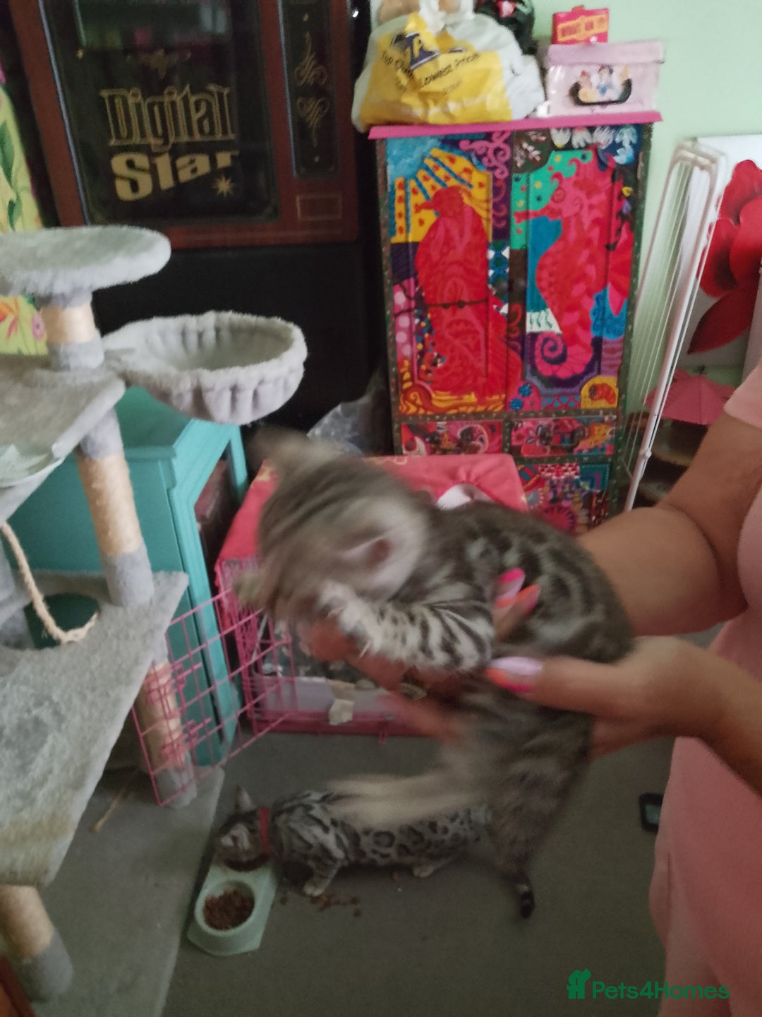Bengal cats for sale: Silver bengals - Image 3