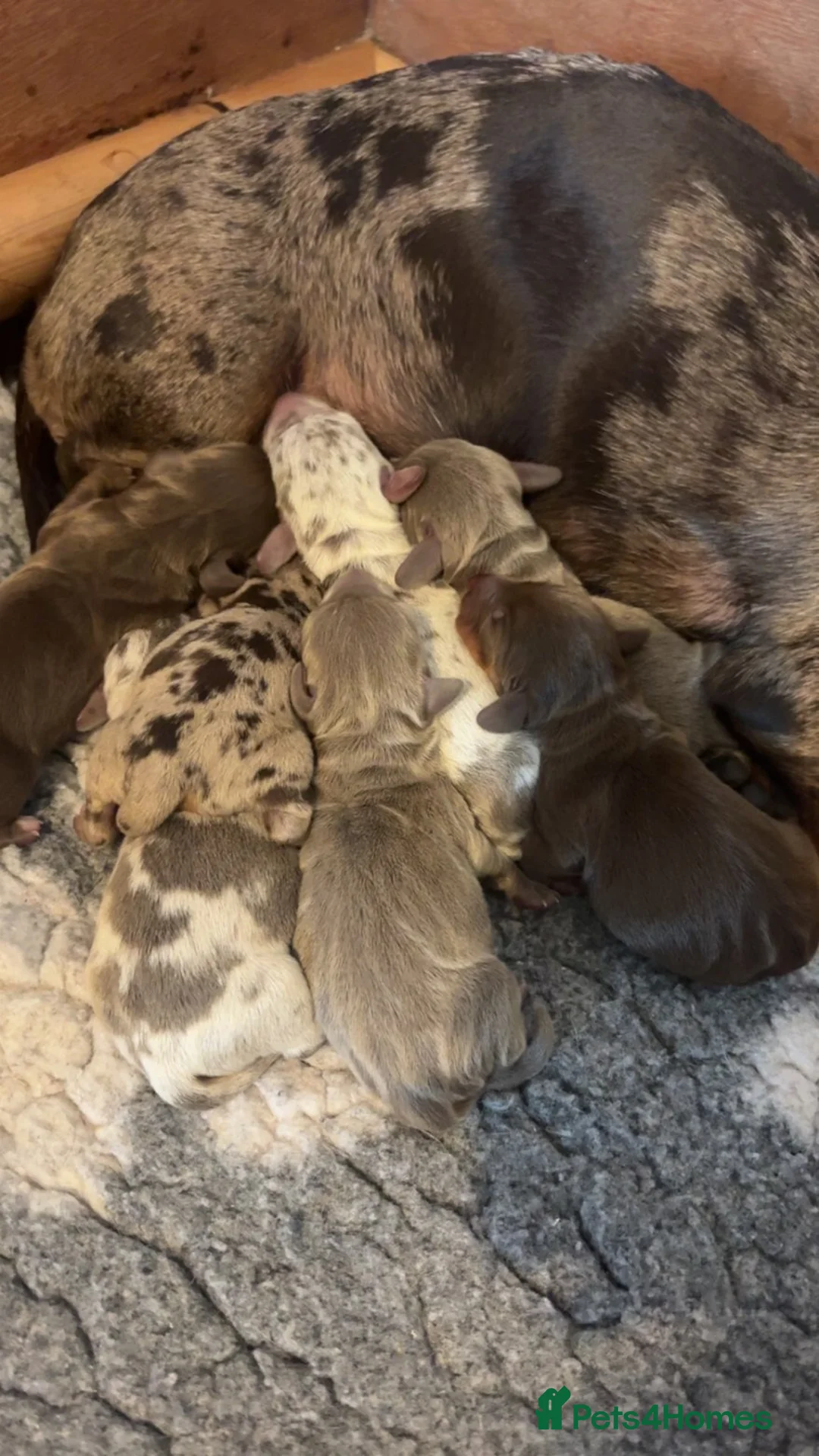 Miniature Dachshund dogs for sale: ⭐️KC Registered Miniature Dachshunds⭐️ - Advert 2