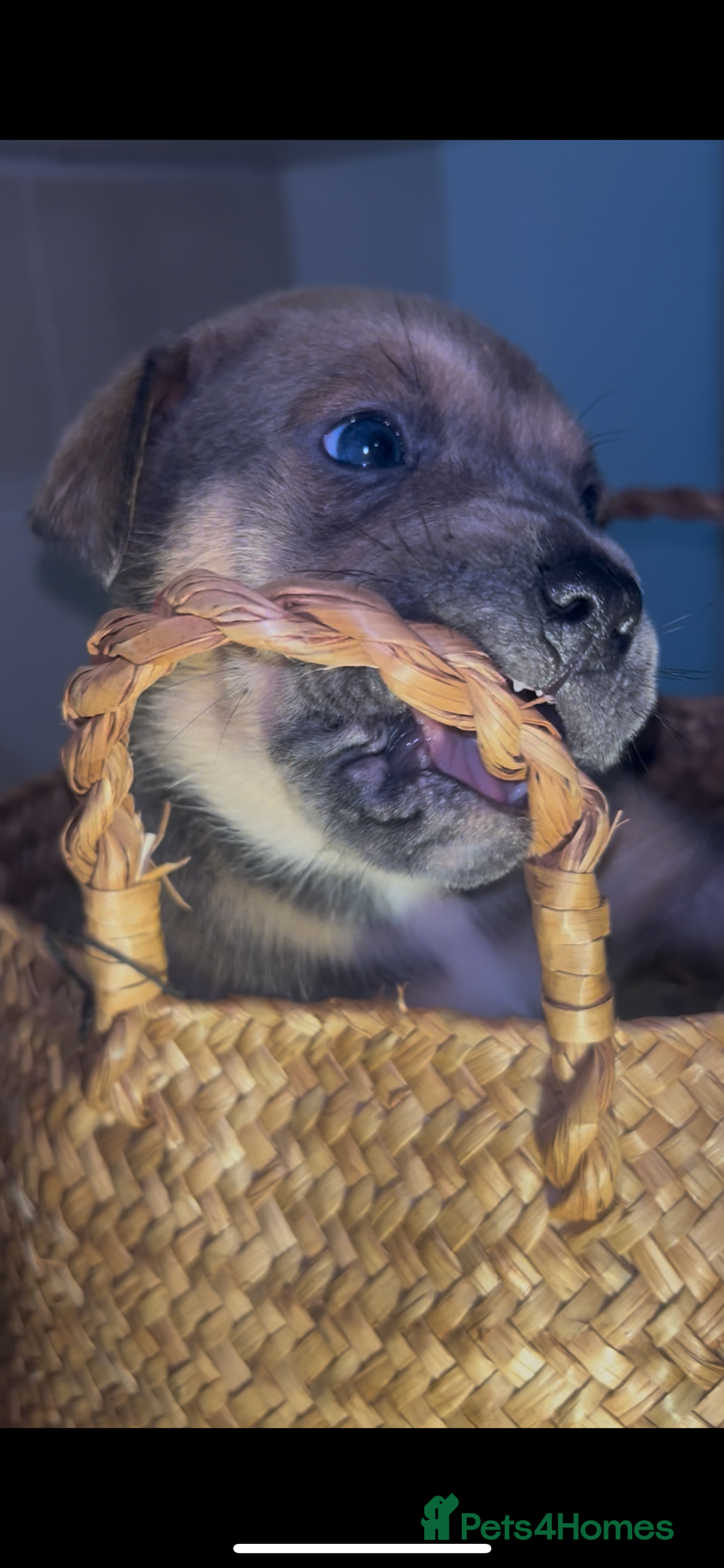 Mixed Breed dogs for sale: Absolutely beautiful litter of 11 pups  - Image 1