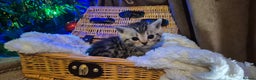 Bengal cats for sale: Bengal x British short hair - Advert 23
