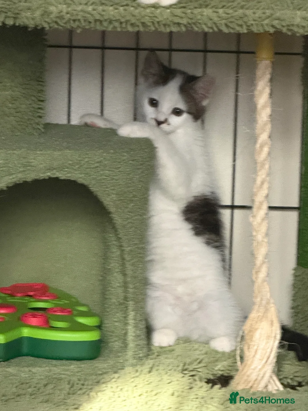 British Shorthair cats for sale: Gorgeous female kitten looking for forever home  - Advert 2