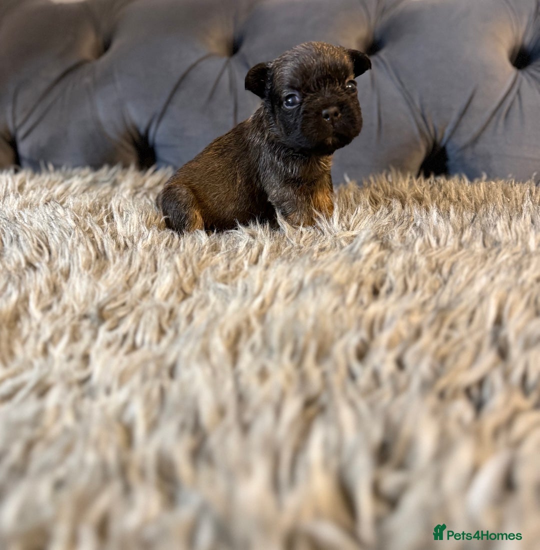 French Bulldog dogs for sale: 10 Full Fluffy French Bulldogs  - Advert 12