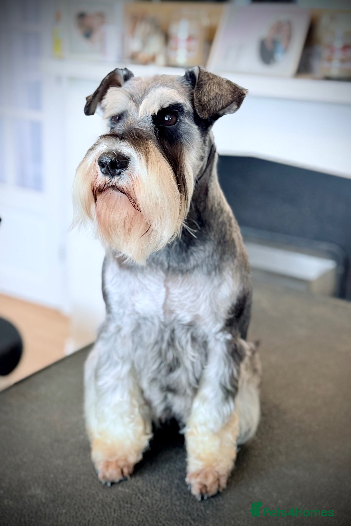 Miniature Schnauzer dogs Adorable Black & silver miniature schnauzers  - Advert 2