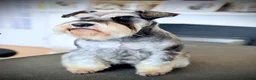 Miniature Schnauzer dogs for sale: Adorable Black & silver miniature schnauzers  - Advert 3