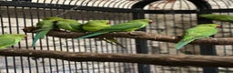 Ringnecks birds for sale: Ringneck parakeets  - Advert 8