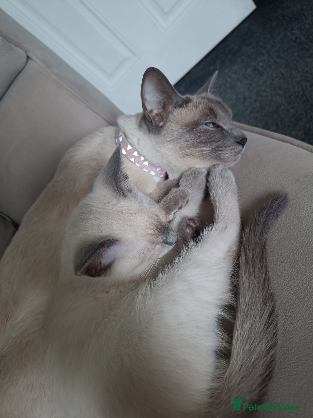 Siamese cats for sale: 1x girl & 1x boy are available ❤️🙌🐾 - Image 7
