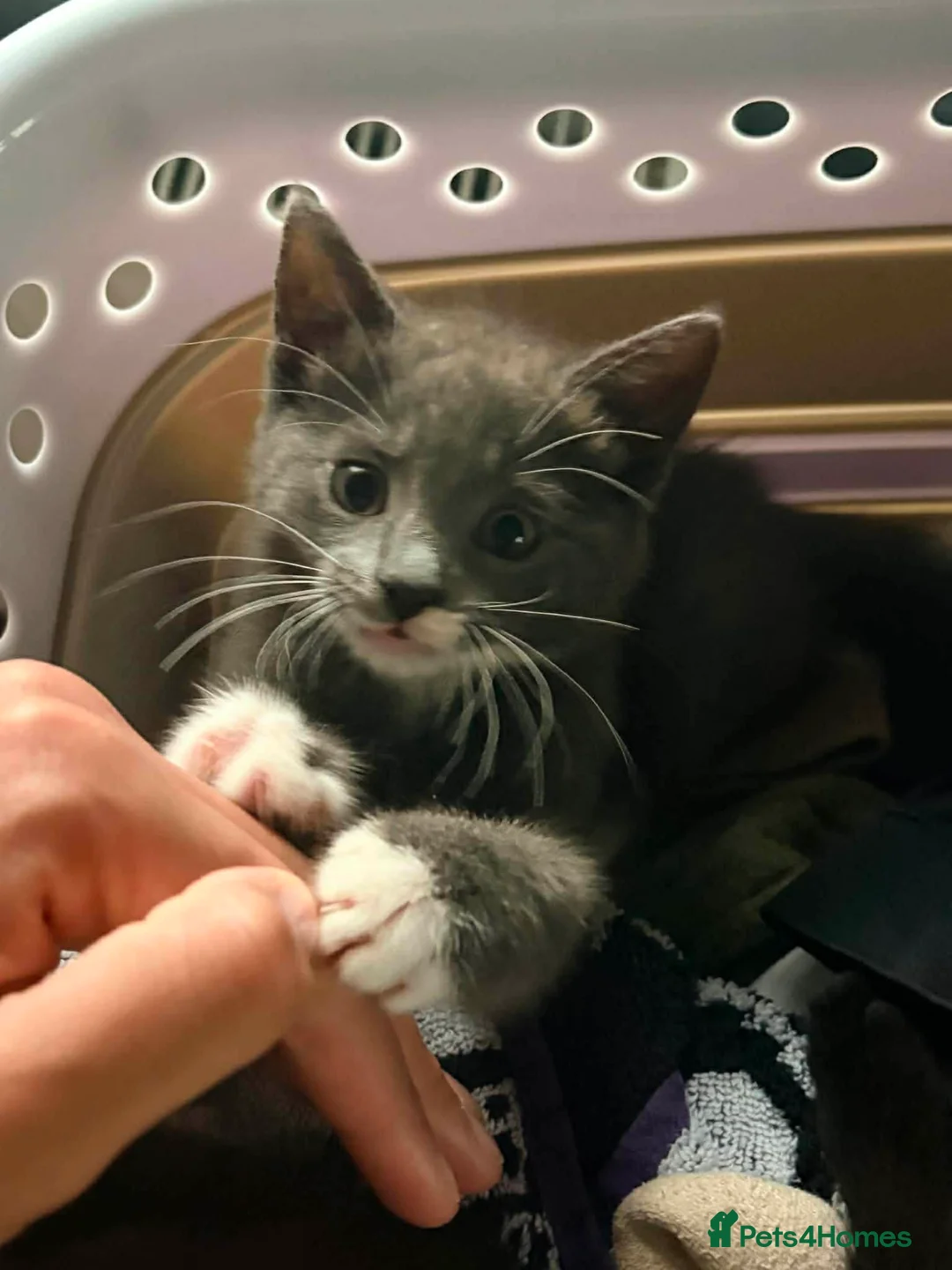 Domestic Shorthair cats for sale: One Grey and one black kitten in Burnham-on-Sea - Advert 8