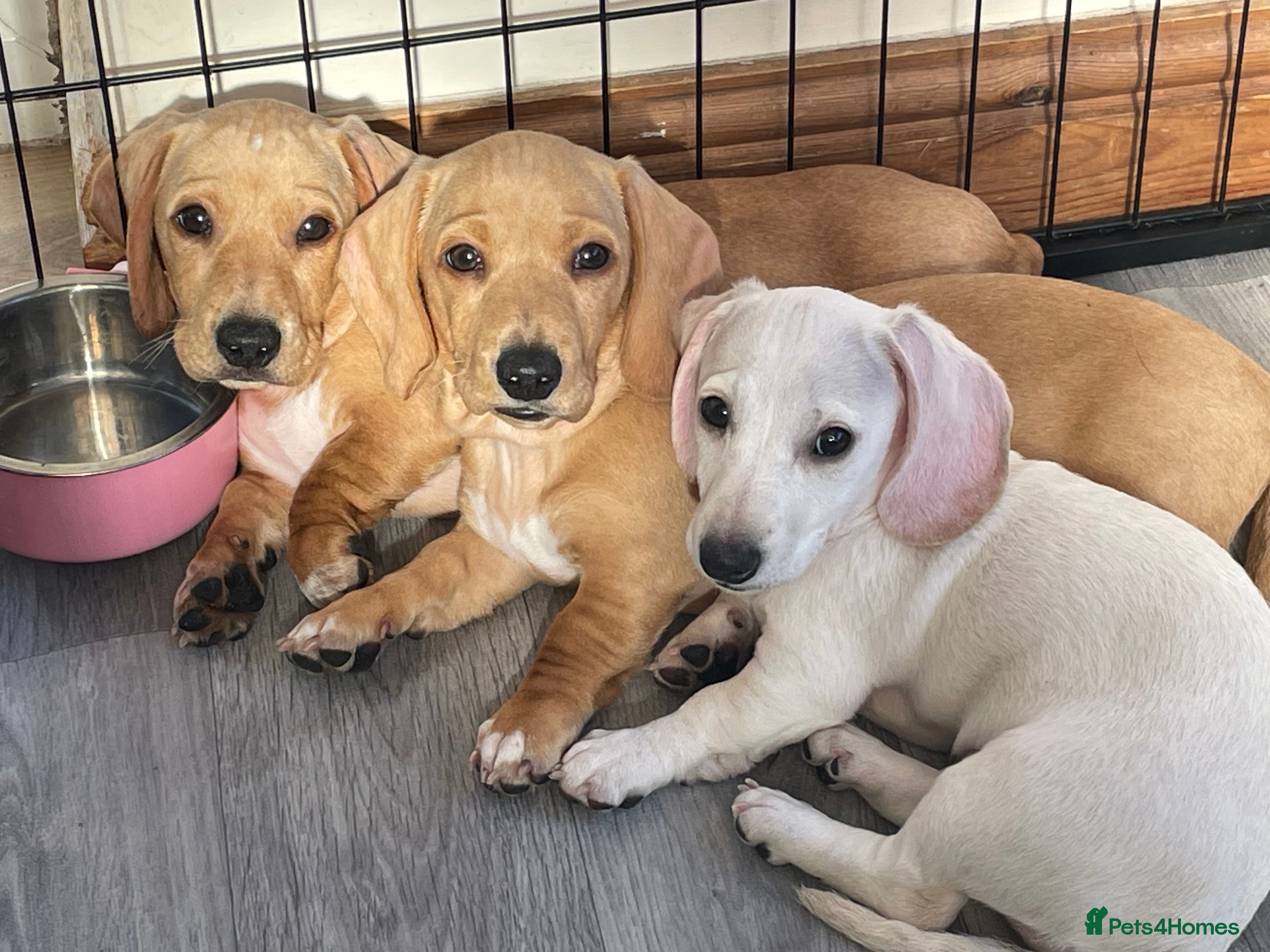 Miniature Dachshund dogs Ready now - KC Smooth Haired Miniature Dachshund - Advert 6