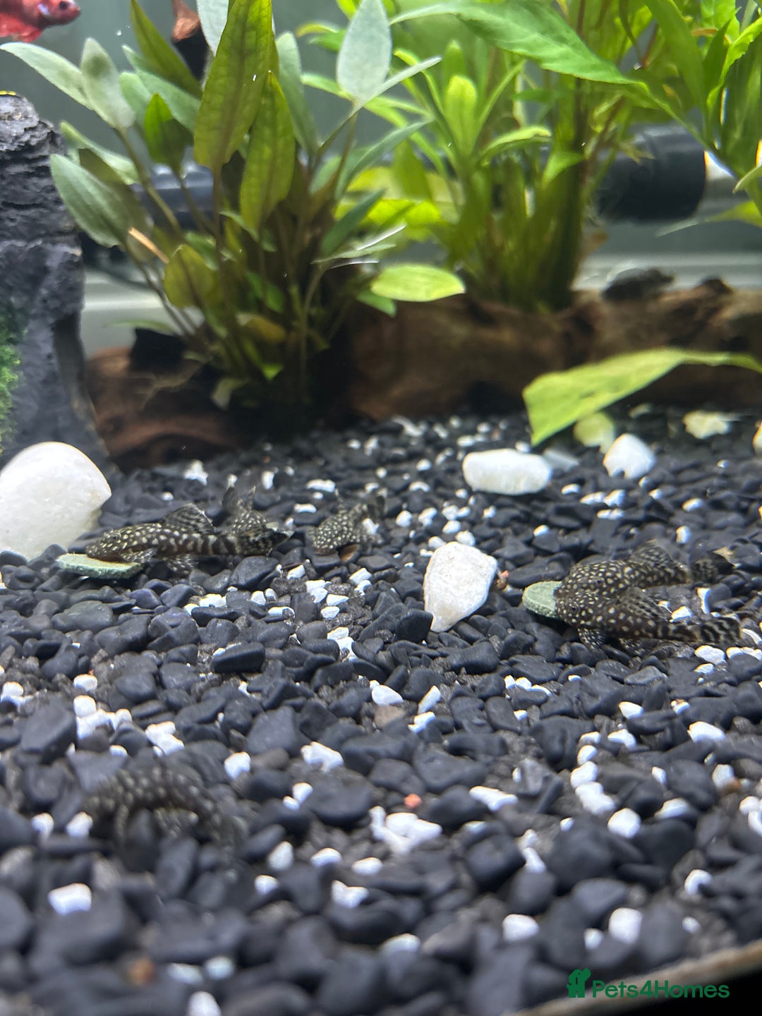 Plecos fish for sale: Bristle Nose Plecs  - Image 3