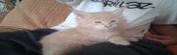 Maine Coon cats for sale: Stunning health tested, tica reg kittens 😍 - Advert 26