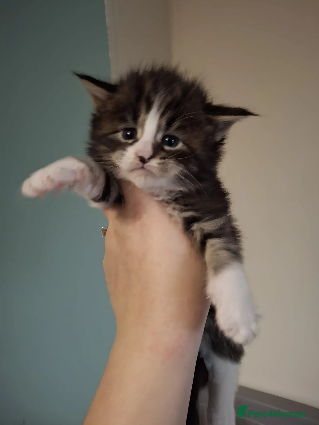 Maine Coon cats for sale: Beautiful Maine Coon Kittens  - Advert 2