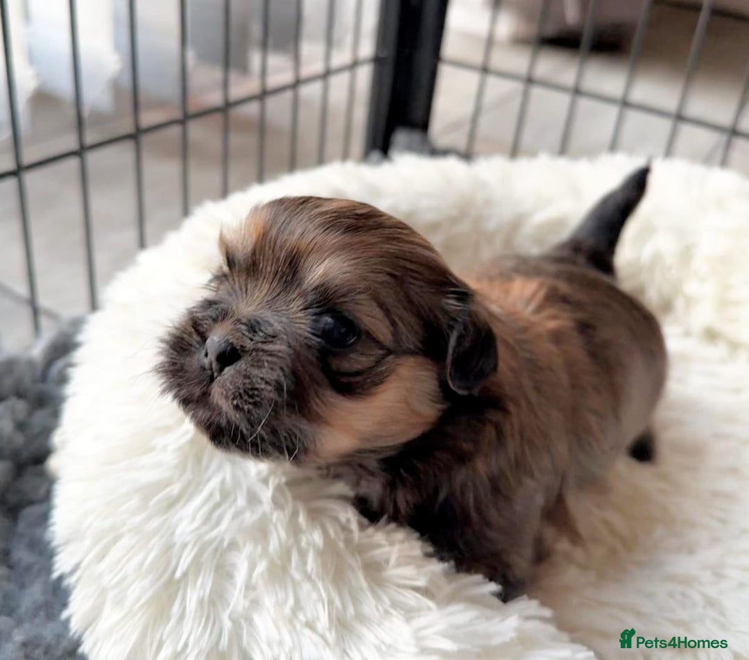 Shih Tzu dogs for sale: Exceptional Shih Tzu Pups Raised in a Family Home - Advert 7