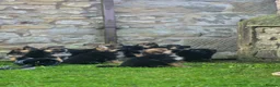 German Shepherd dogs for sale: Gorgeous German shepherd puppies - Advert 10
