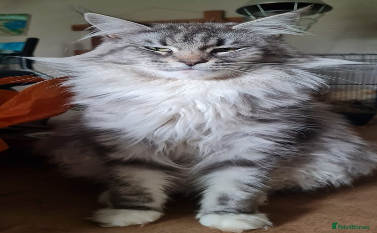 Maine Coon cats MAINE COONE KITTENS EXCELLENT  - Advert 2