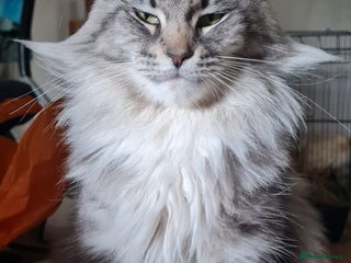 Maine Coon cats MAINE COONE KITTENS EXCELLENT - Advert 1