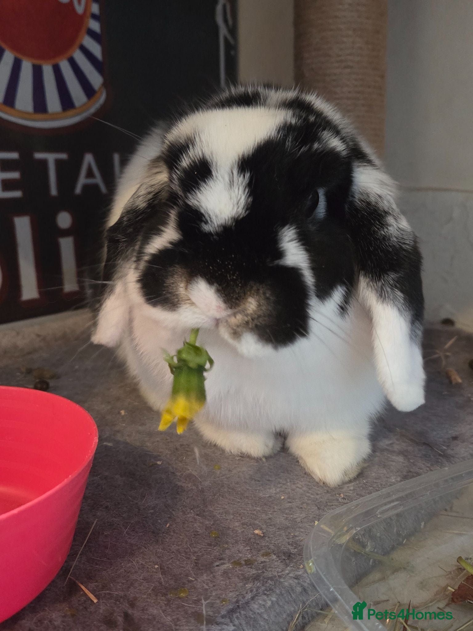 Mini Lop rabbits Mini lop for sale  - Advert 1