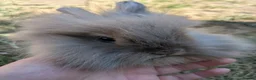 Lionhead rabbits for sale: Lionhead x Netherland dwarfs  - Advert 7