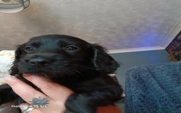 Cocker Spaniel dogs for sale: Gorgeous cocker spaniel pups for sale - Image 9